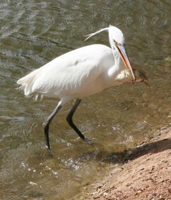 Auch der Ibis bekommt seine Portion Fisch auf der Fischfarm von ElGouna