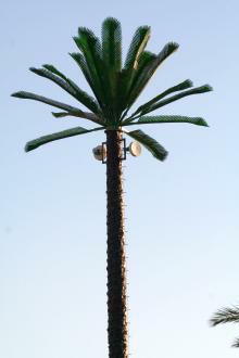 Internetpalme in El Gouna. Die Mobilfunkmasten werden als Palmen getarnt.